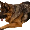 Chrisco gummiben för hund