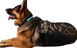 Hundhalsband led L