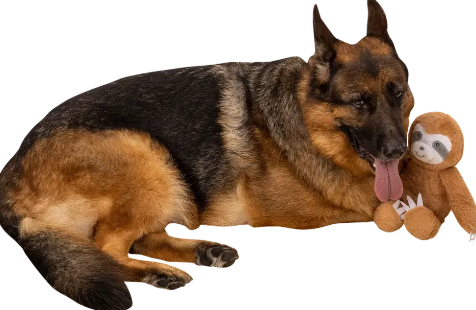Hundledkak sengångare 44 cm