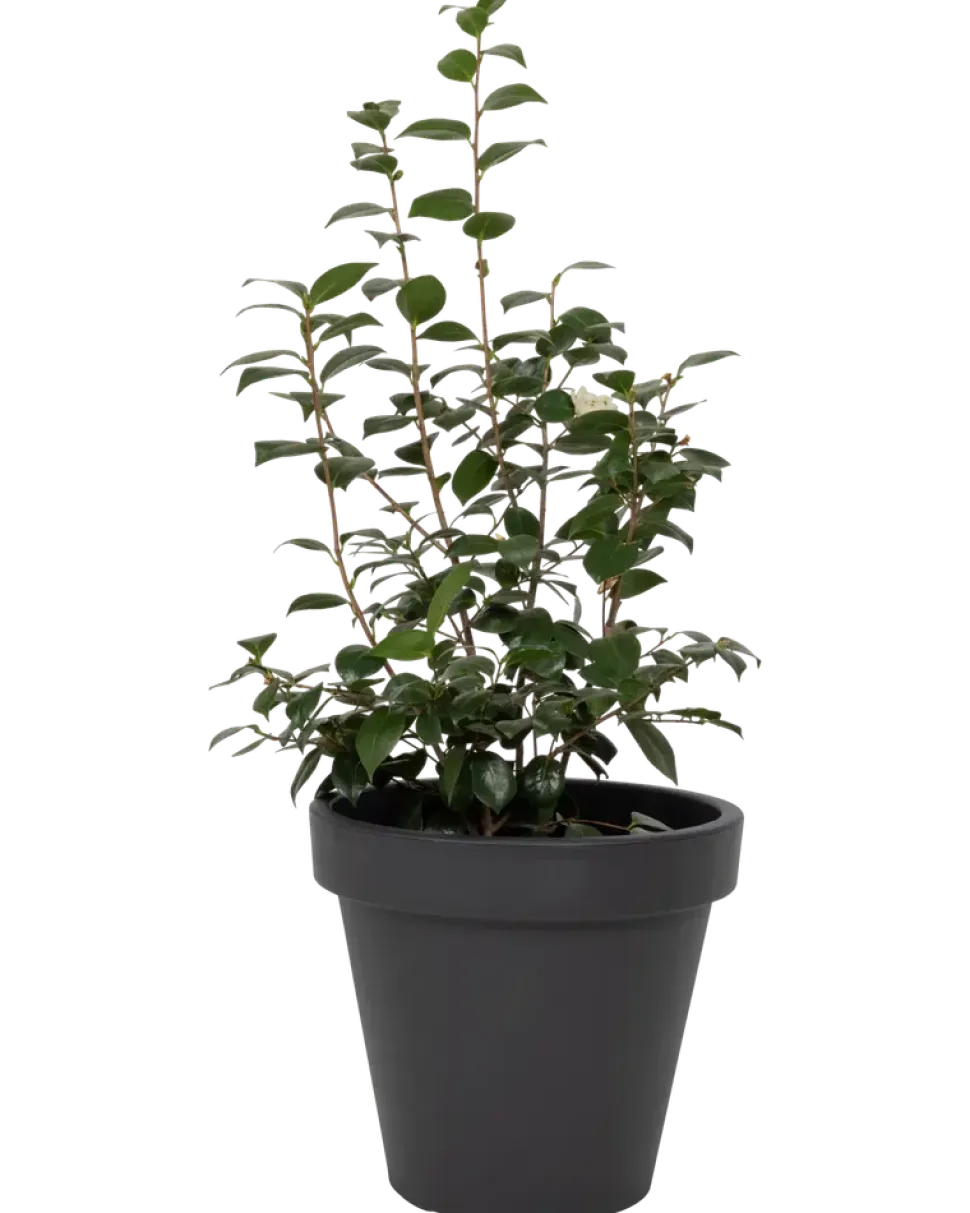 Kruka 50 cm antracit